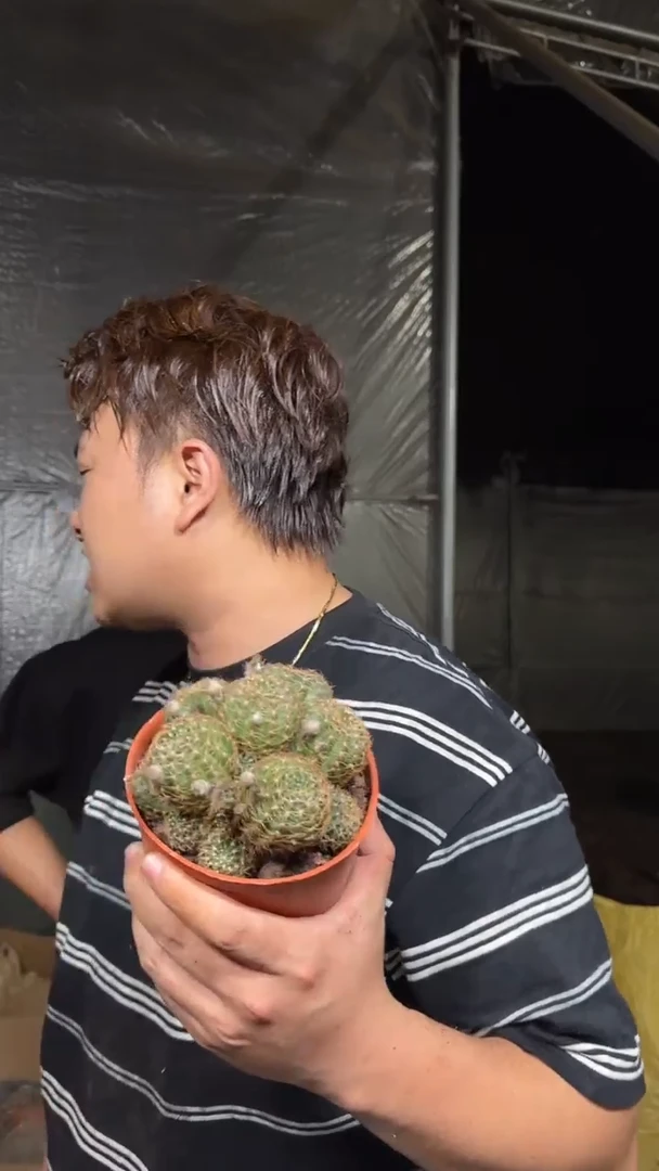 精品 丽花群生【带根】品种不指定