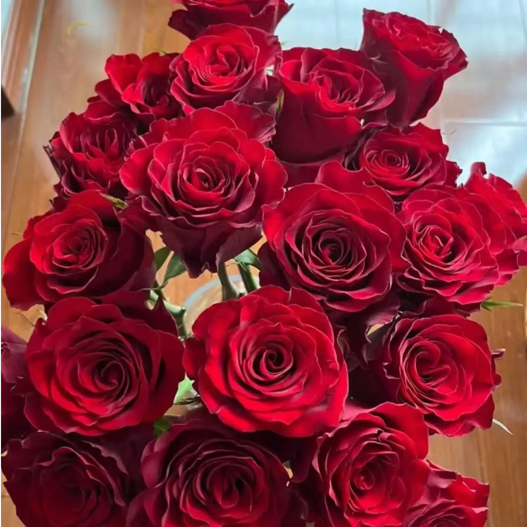 小红帽 阳台盆栽地栽观花月季