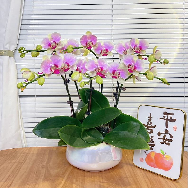 【蒙娜丽莎-蝴蝶兰】  高端鲜花 送礼 家居摆件 基地直发