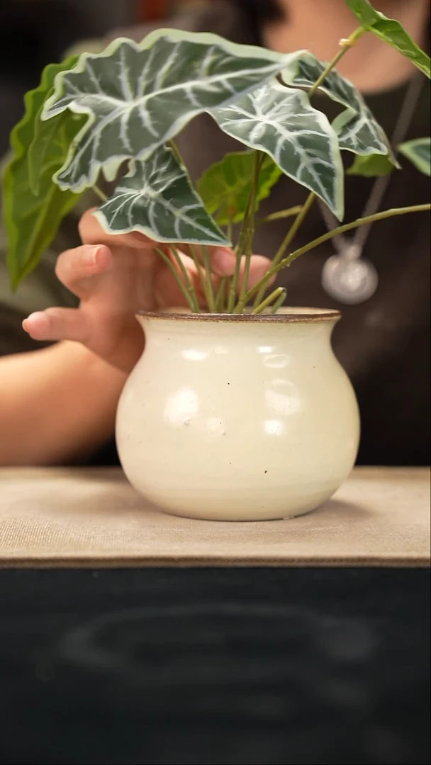 口径花盆-11-28-227特