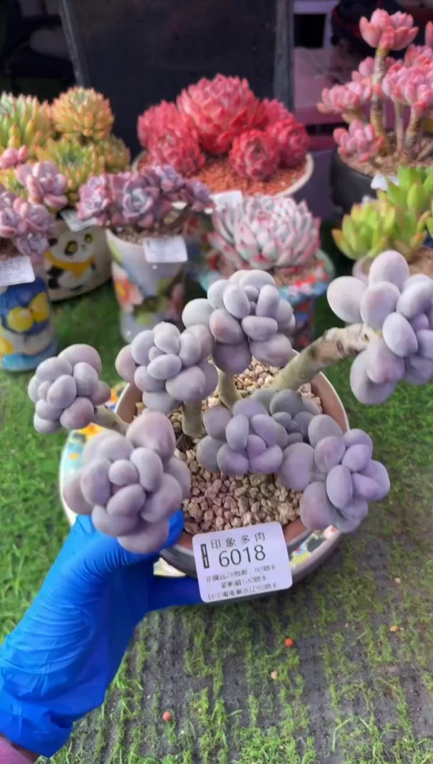 昆明印象多肉6018