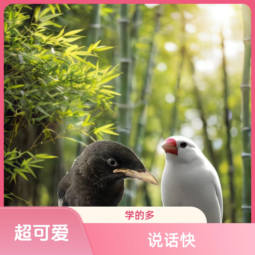 小黑小八文鸟可繁殖观赏手养亲人可爱宠物鸟