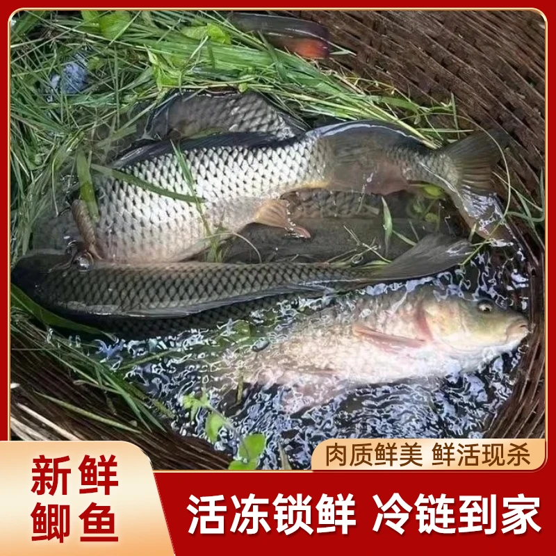 【小溪活鱼】野生活鱼黄鳝泥鳅顺丰发货【不支持退款介意勿拍】