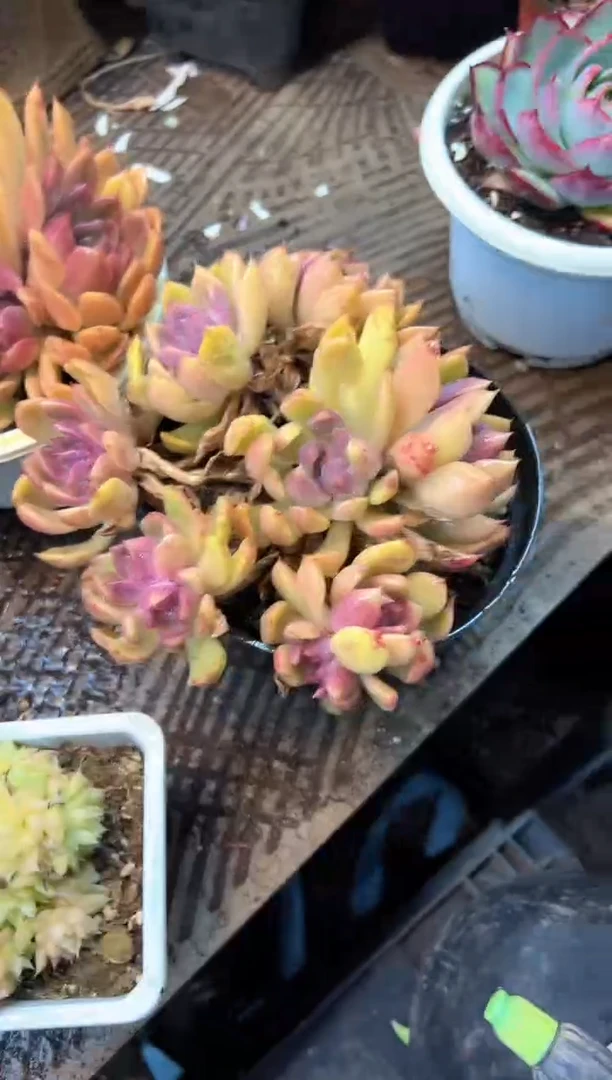 用***萍多肉植物一物一拍01529