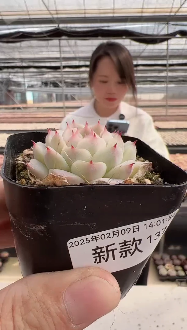 【闪购商品】新款多肉-137