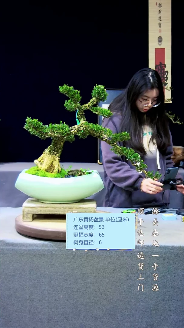 【闪购商品】雀舌黄杨盆景雀舌黄杨盆景