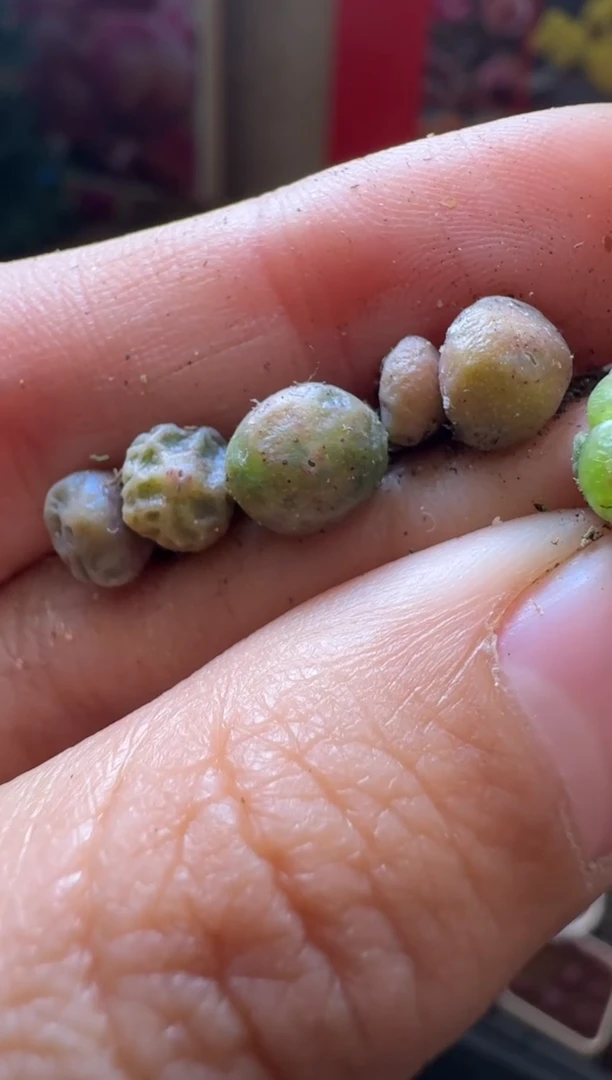 【闪购商品】6-15饺子皮一颗