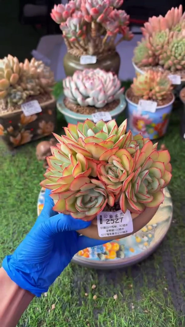 昆明印象多肉2527