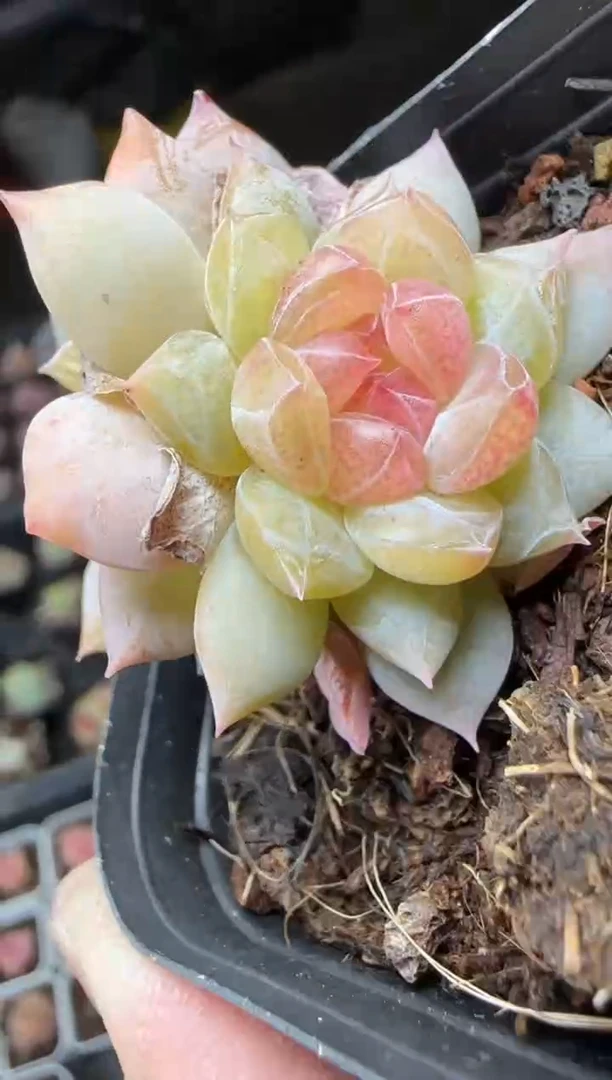 【闪购商品】一物一拍0214—205