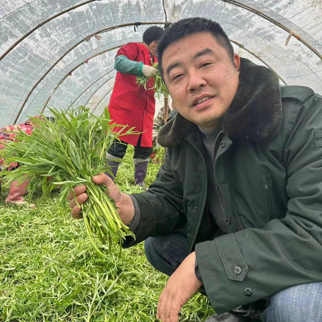 洪湖汊河藜蒿农家蔬菜去老根带叶鲜嫩芦蒿应季蔬菜现摘现发4斤