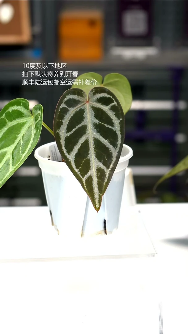 完全开放银河 02