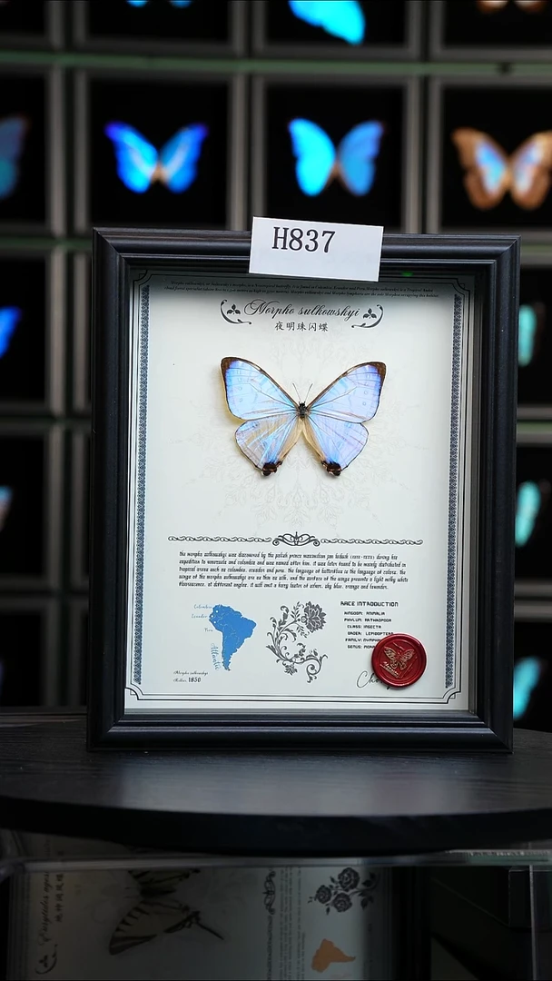 蝴蝶标本摆件竞拍H837