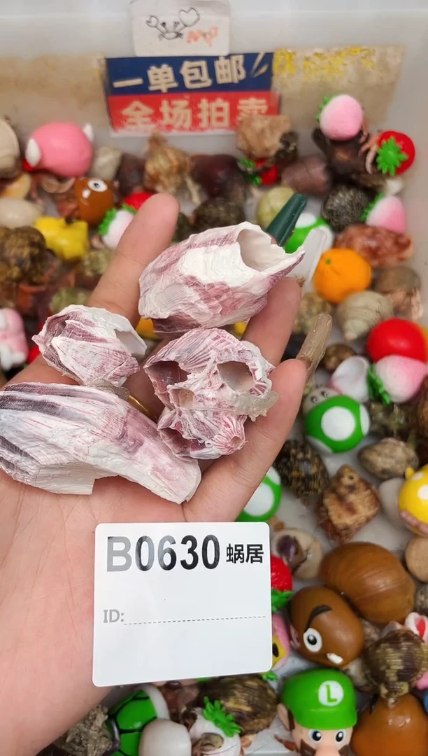 陌派甄选寄居蟹0630