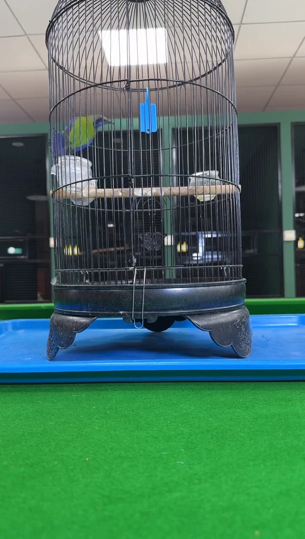 9号橙腹老毛养笼0元起拍