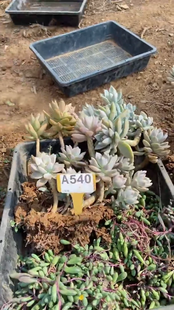 A540闪购清风花木兰多肉组合脱土发货