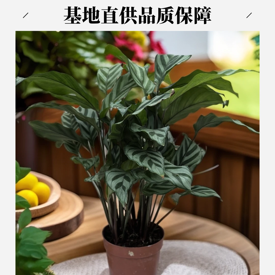 青纹竹芋室内好养护办公桌面绿植40公分四季常青