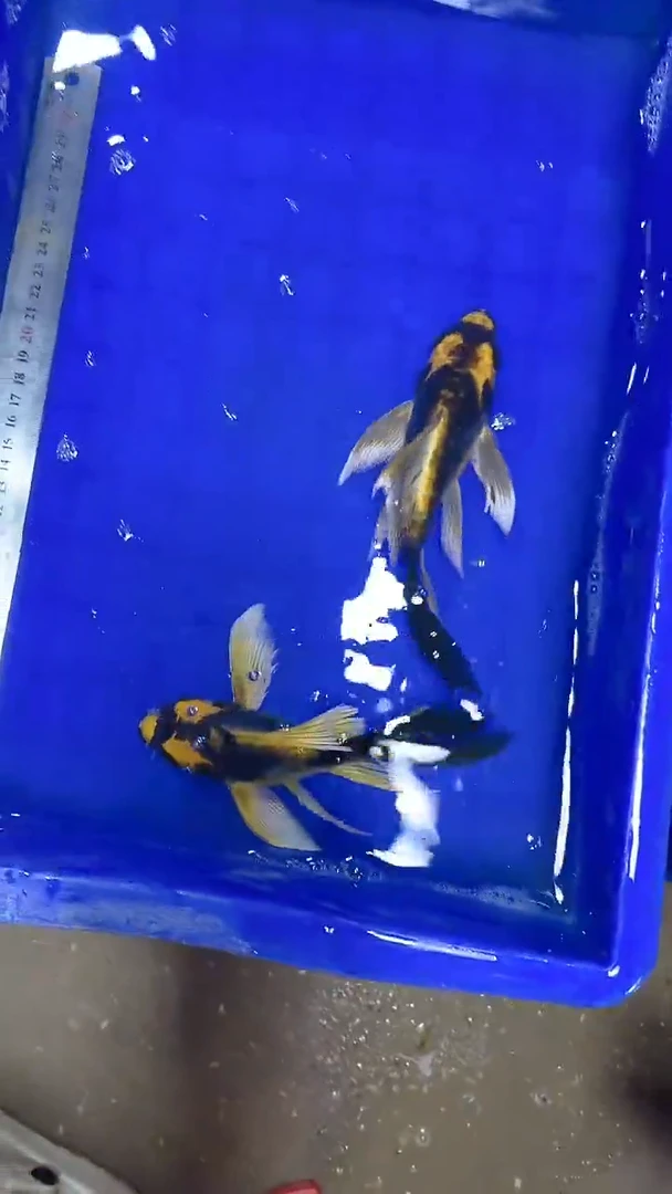 蝴蝶鲤蝴蝶鲤直播选鱼专用链接