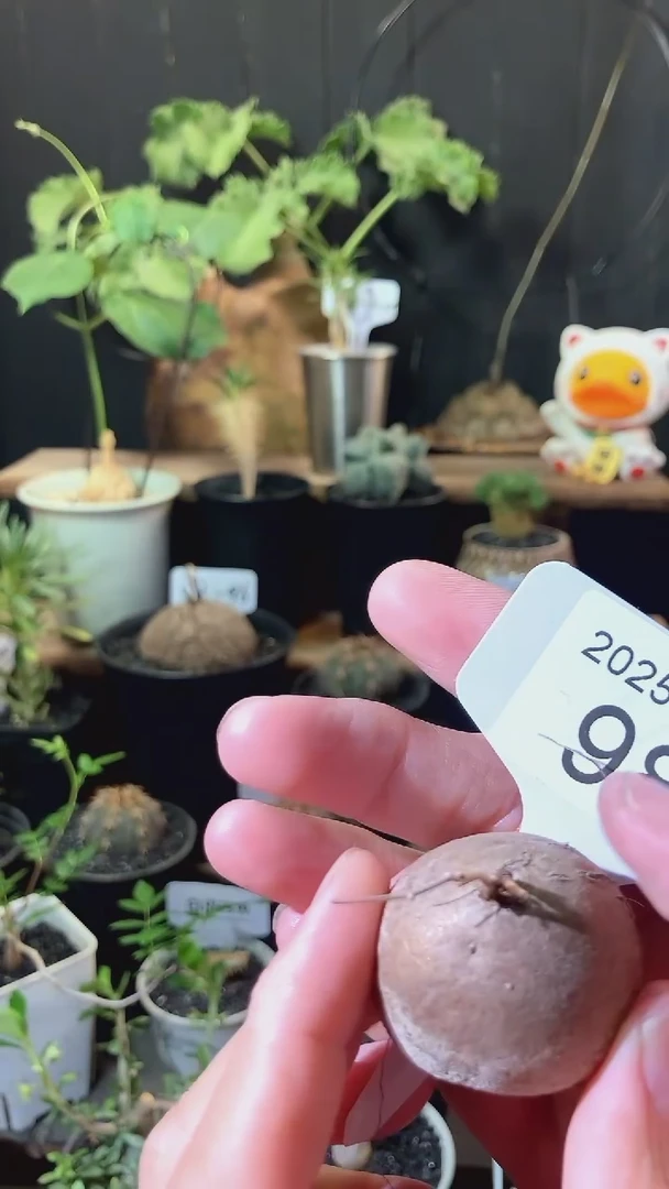 98号627福利点赞福利南非龟甲龙