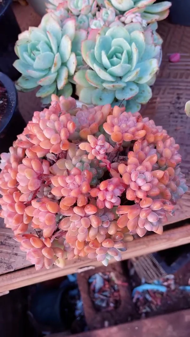 【闪购商品】23188