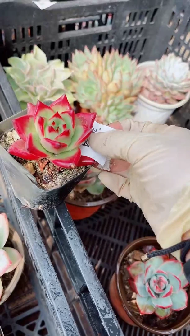 26184多肉植物一物一拍