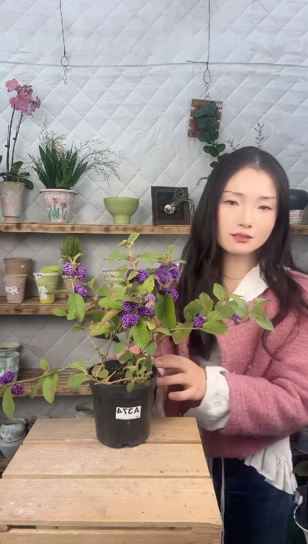 无花朵374紫珠育苗盆