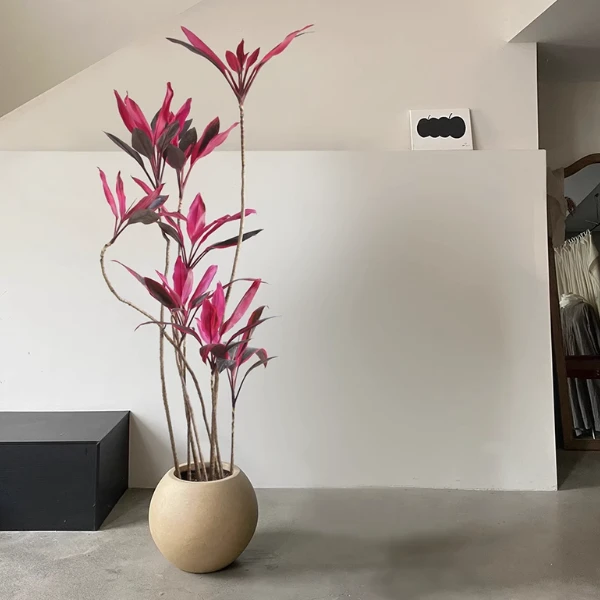 红叶朱蕉大型盆栽客厅绿植旺宅落地真花耐阴网红好养办公室内植物