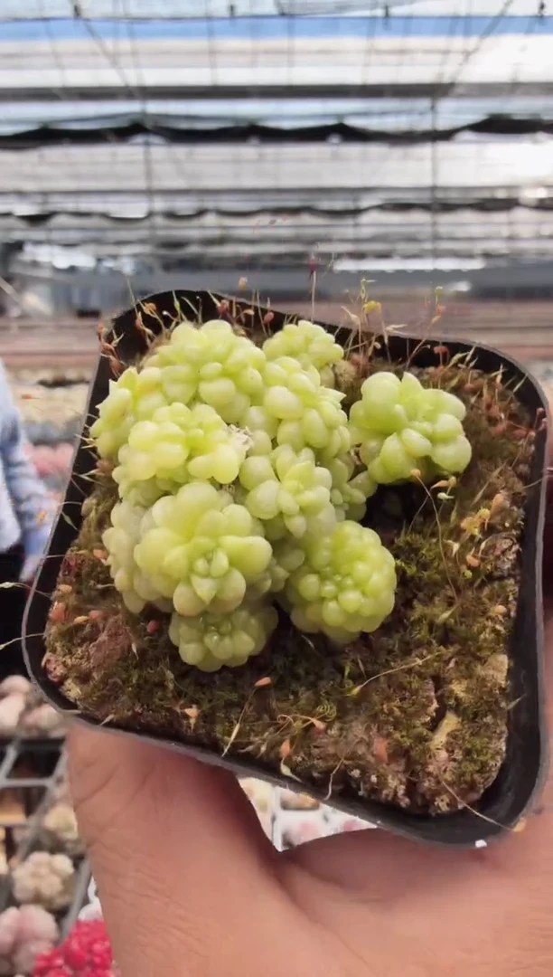 东云多肉园新款-144