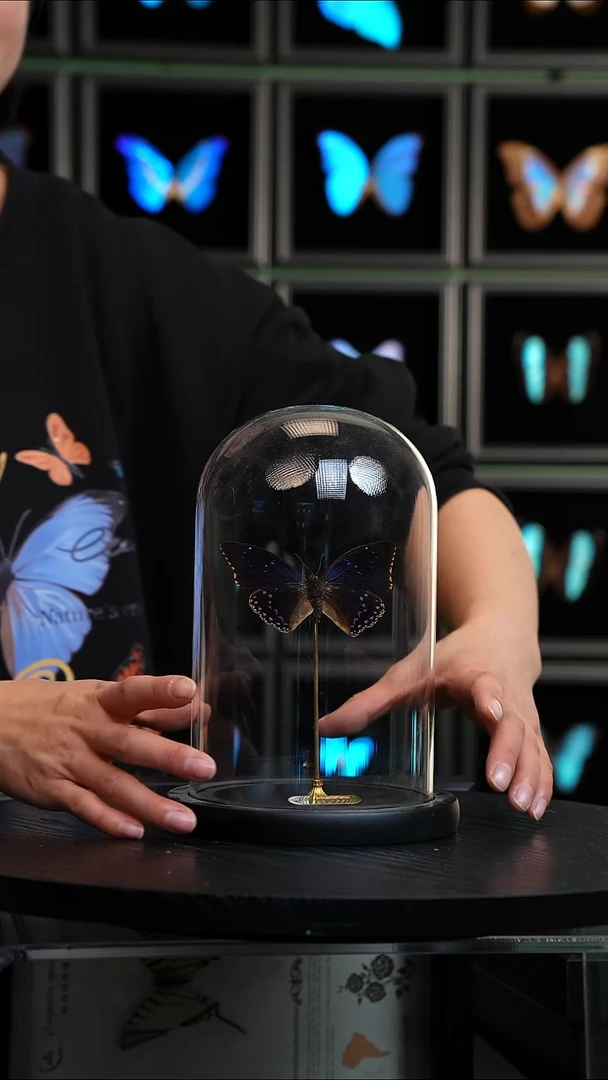 笑螯蛱蝶玻璃罩摆件