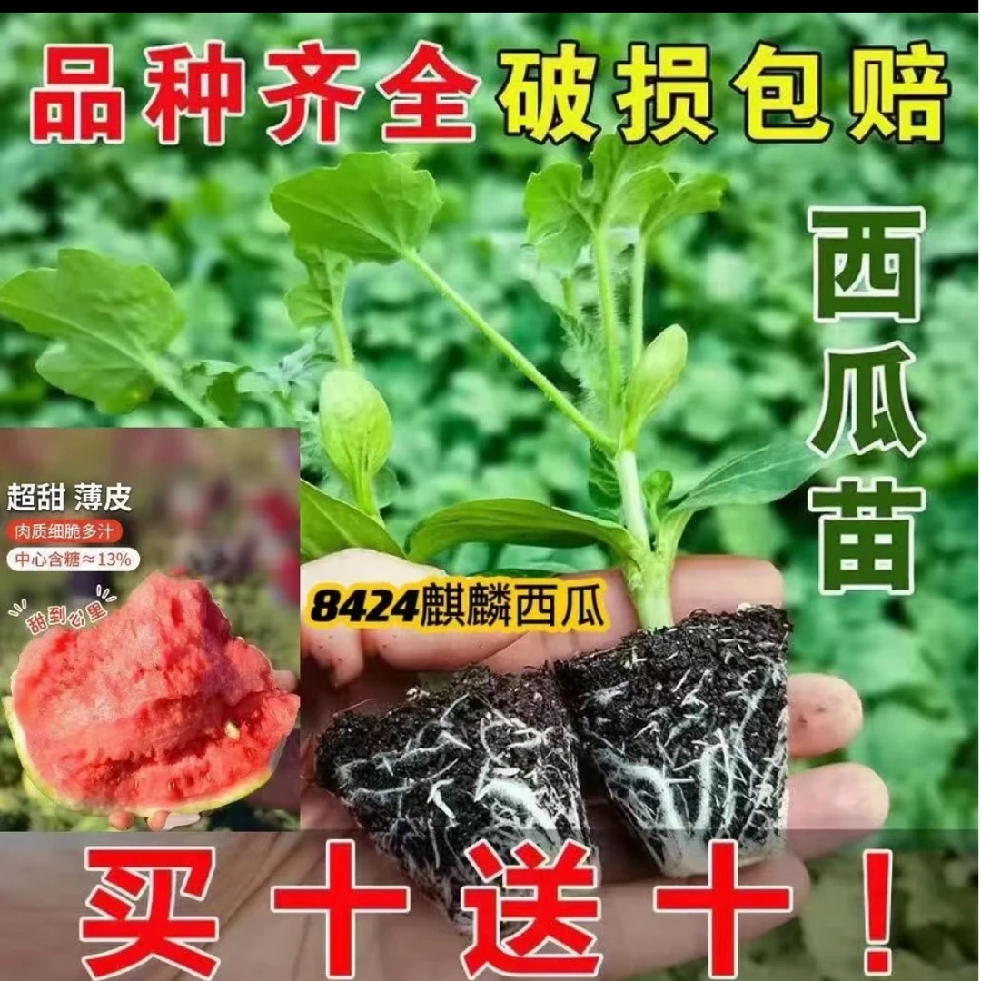 西瓜苗8424高甜麒麟无籽美都西瓜秧苗盆栽地载种植西瓜苗超甜