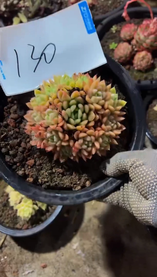 【闪购商品】130号一物一拍脱土包邮