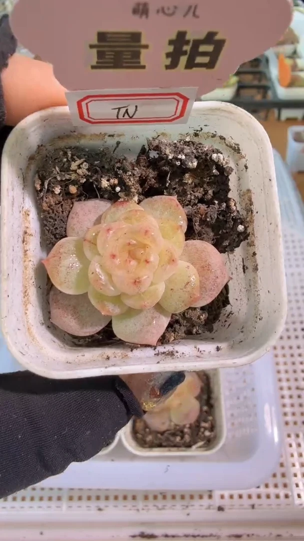 TN 五方一盆 量拍混发