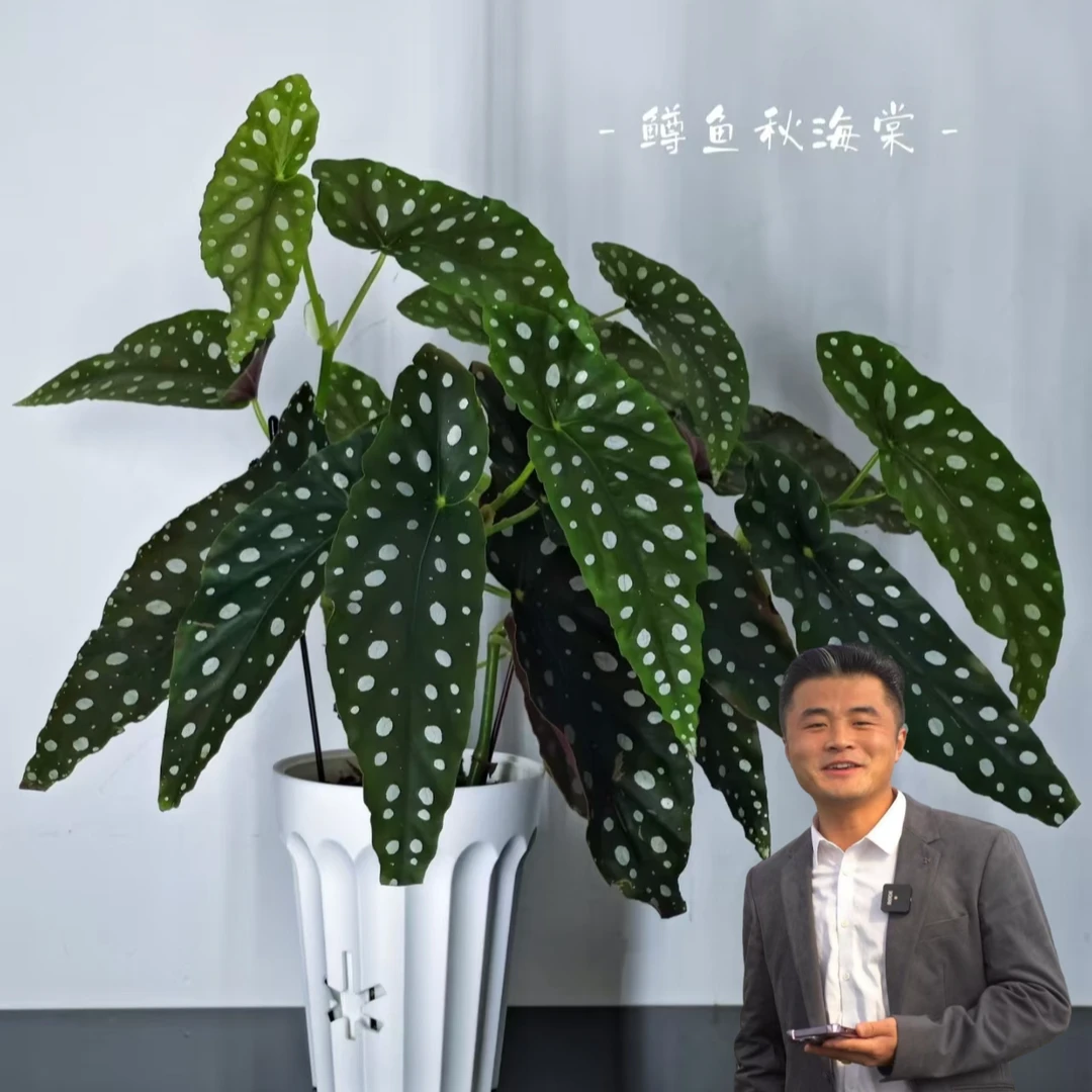 【热植馆】鳟鱼秋海棠好养网红ins风带植物绿植花卉植物室内植物