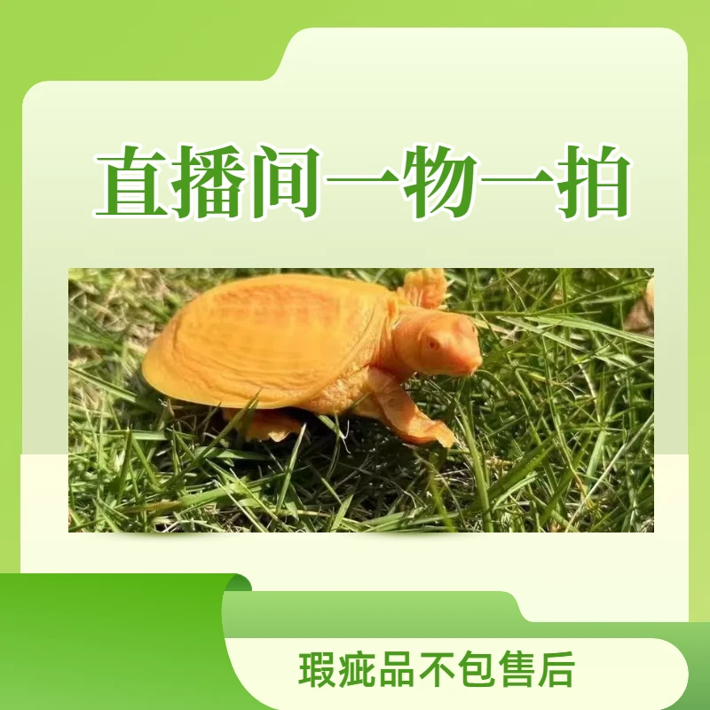 黄金甲鱼直播间选一物一拍