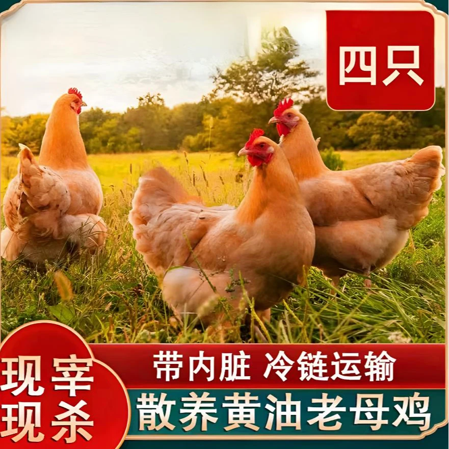 A【竹林】放养3年黄油老母鸡 土鸡走地鸡净重4只/10斤