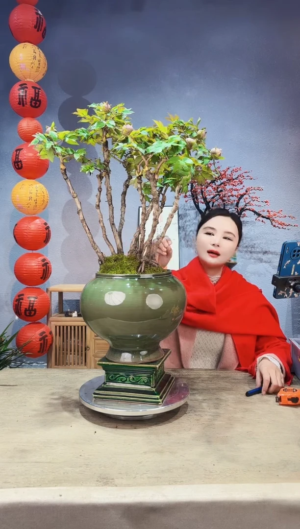 【闪购商品】盆景牡丹