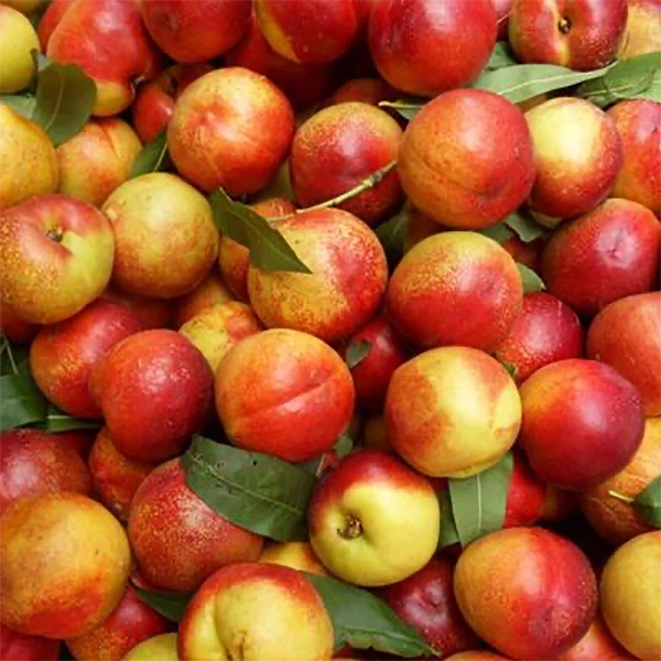 本地油桃 新鲜现摘 脆吃爽口 软吃香甜g重庆市