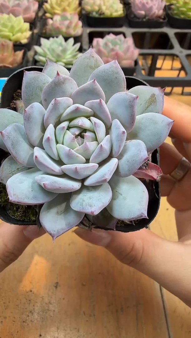 东云多肉园二店-341