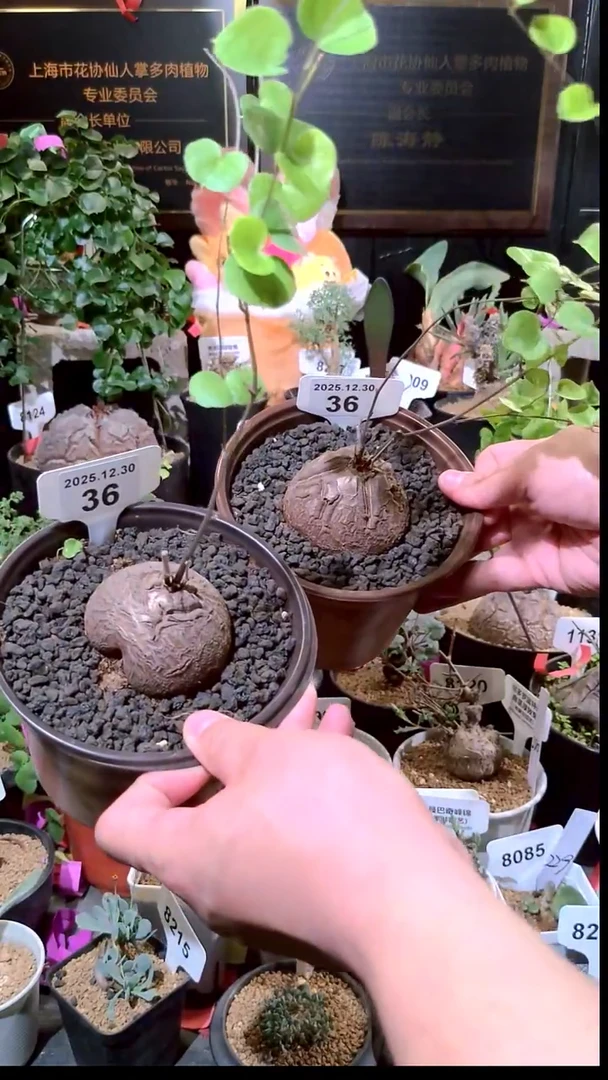 36号1230福利南非龟甲龙买一送一