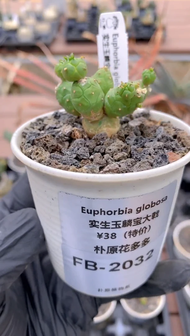 【闪购商品】玉麟宝FB-2032