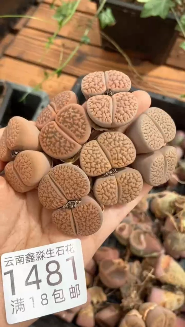 1481特价富贵玉有瑕疵发货3颗量拍