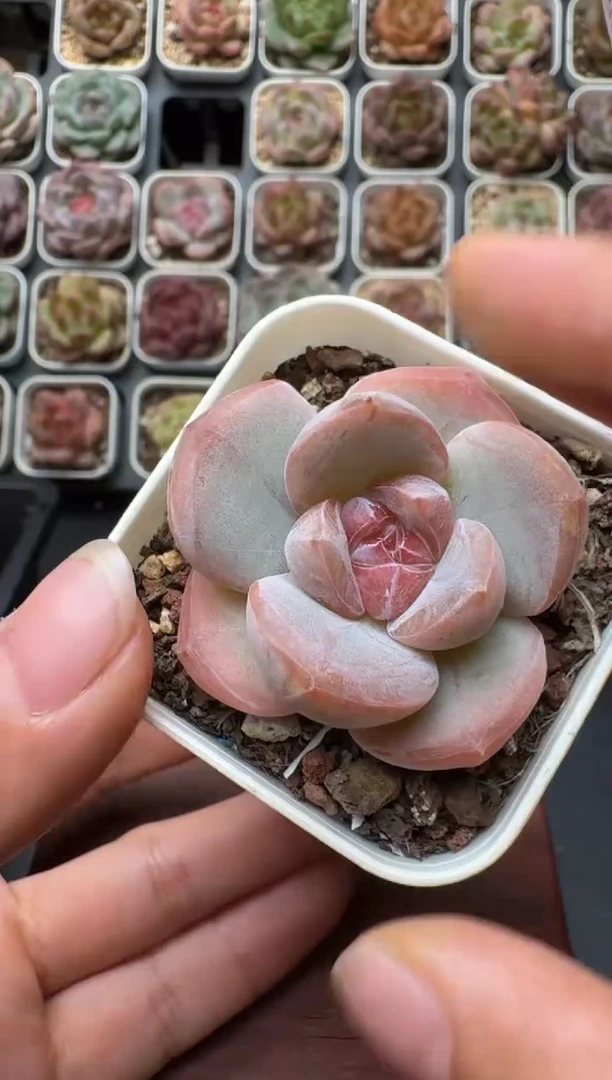 508带盆土发 当场拍3颗以上包柚 多肉植物 一物一拍