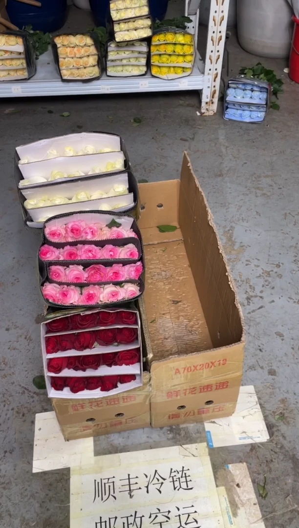 高原红20枝+洛神20枝+骄傲20枝