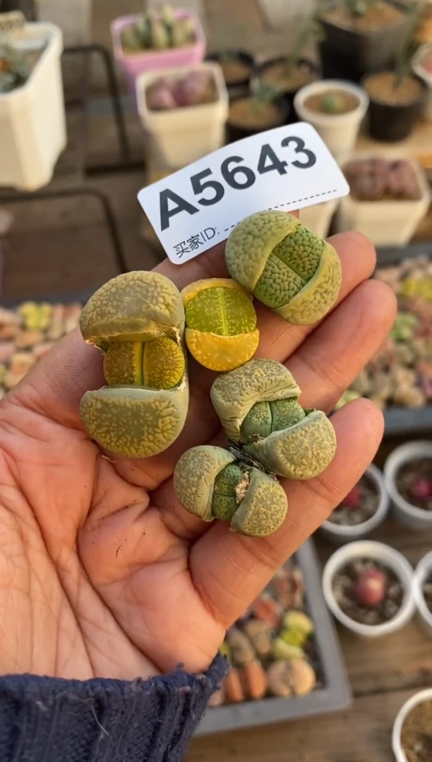 【闪购商品】5643直播一物一拍