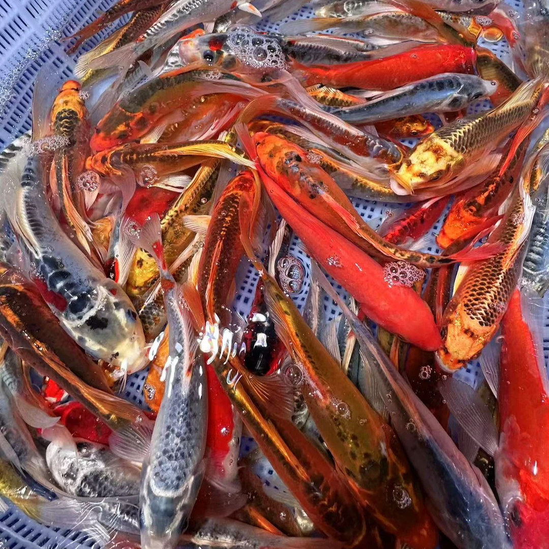 精品德系锦鲤鱼 12-16公分 好养混搭水族活体 14尾包损 全国包邮