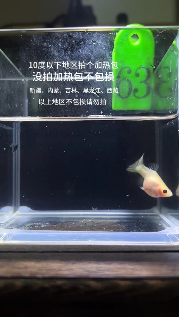 孔雀鱼粉猫短体孔雀鱼63