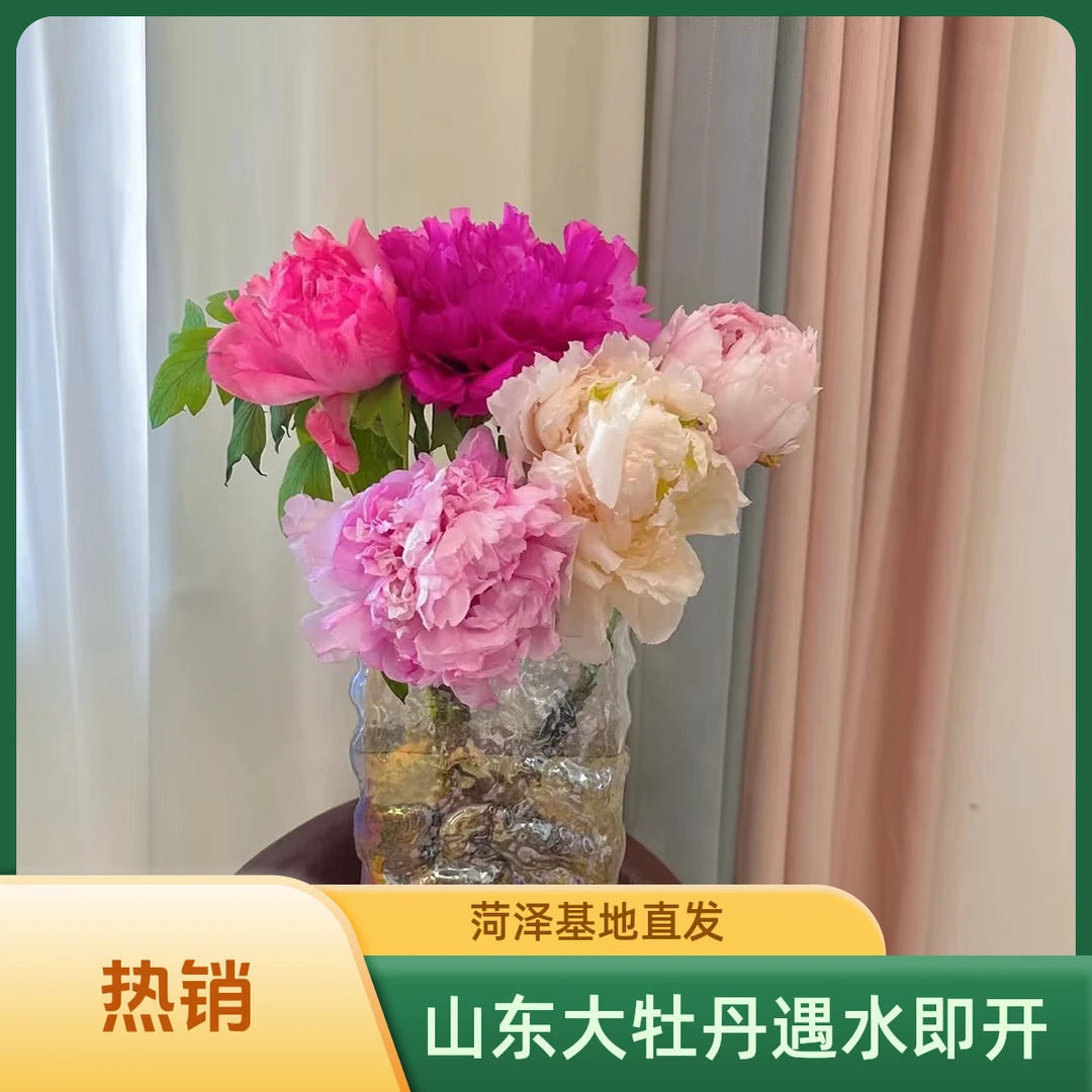 【山东大牡丹】山东混色重瓣大牡丹鲜切花菏泽基地直发