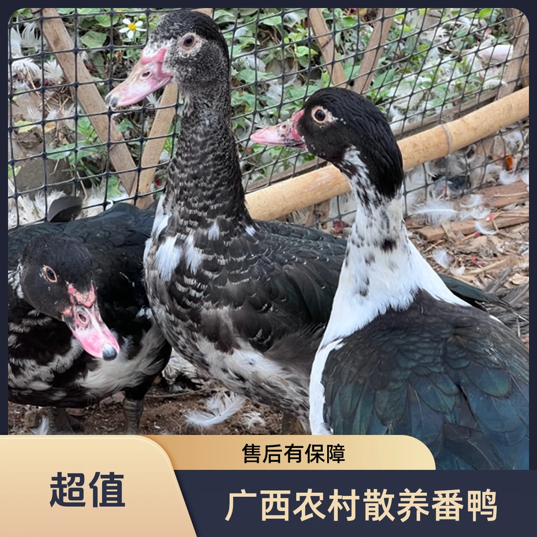 （活体包邮）广西散养公母嫩黑白花番鸭顺丰包邮