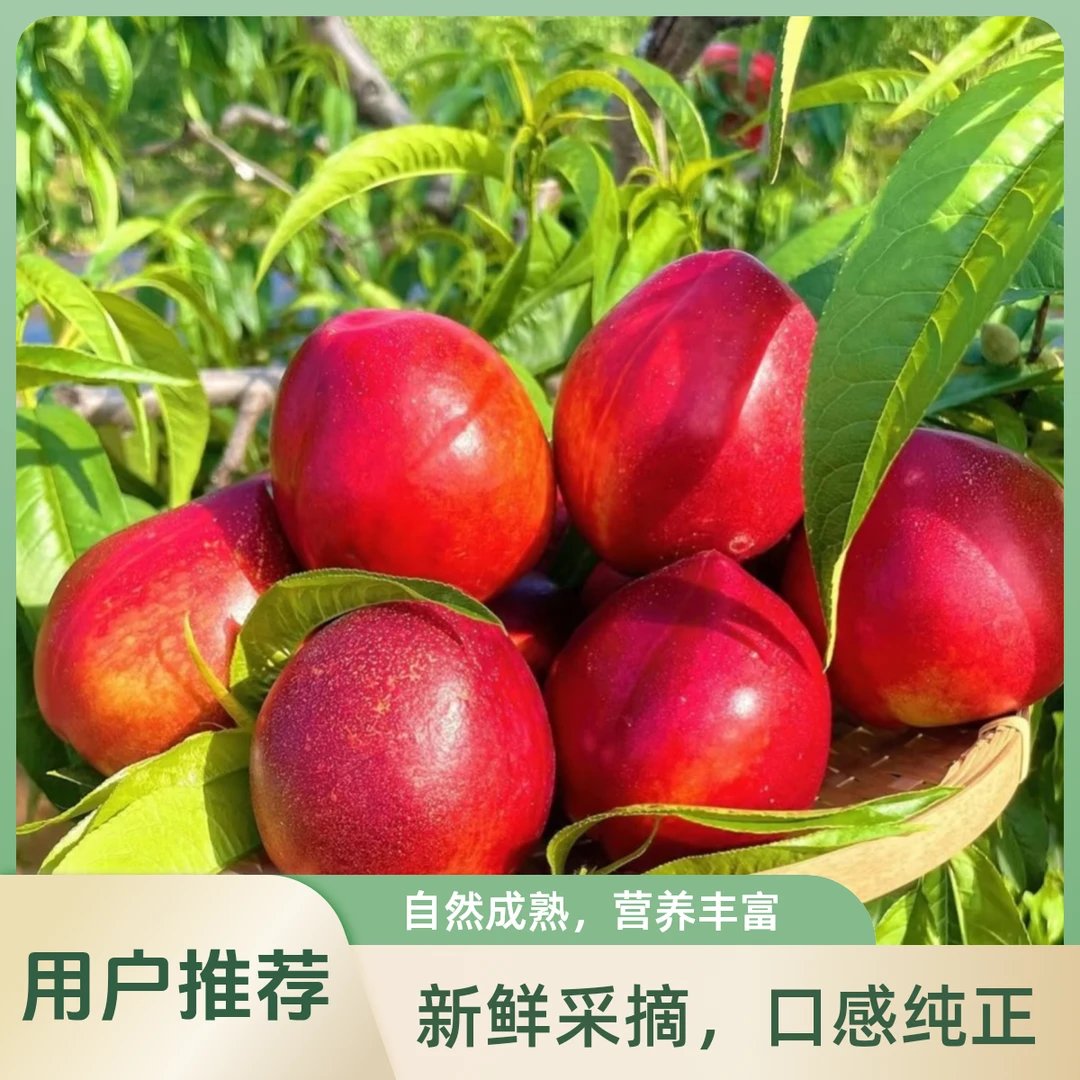 SF次日达正宗头茬麻点红皮黄油桃精选大果脆甜多汁现摘现发当季新鲜水果桃子天津市