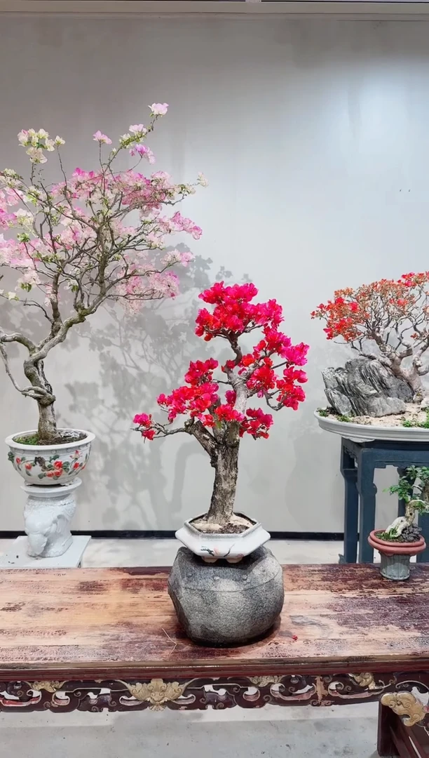 【闪购商品】盆景四季同安红