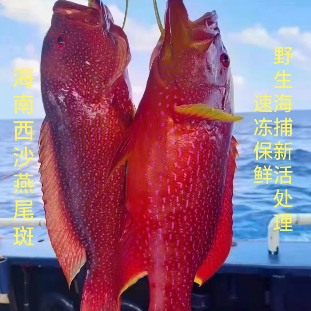 西沙南沙燕星斑 高端优质石斑鱼